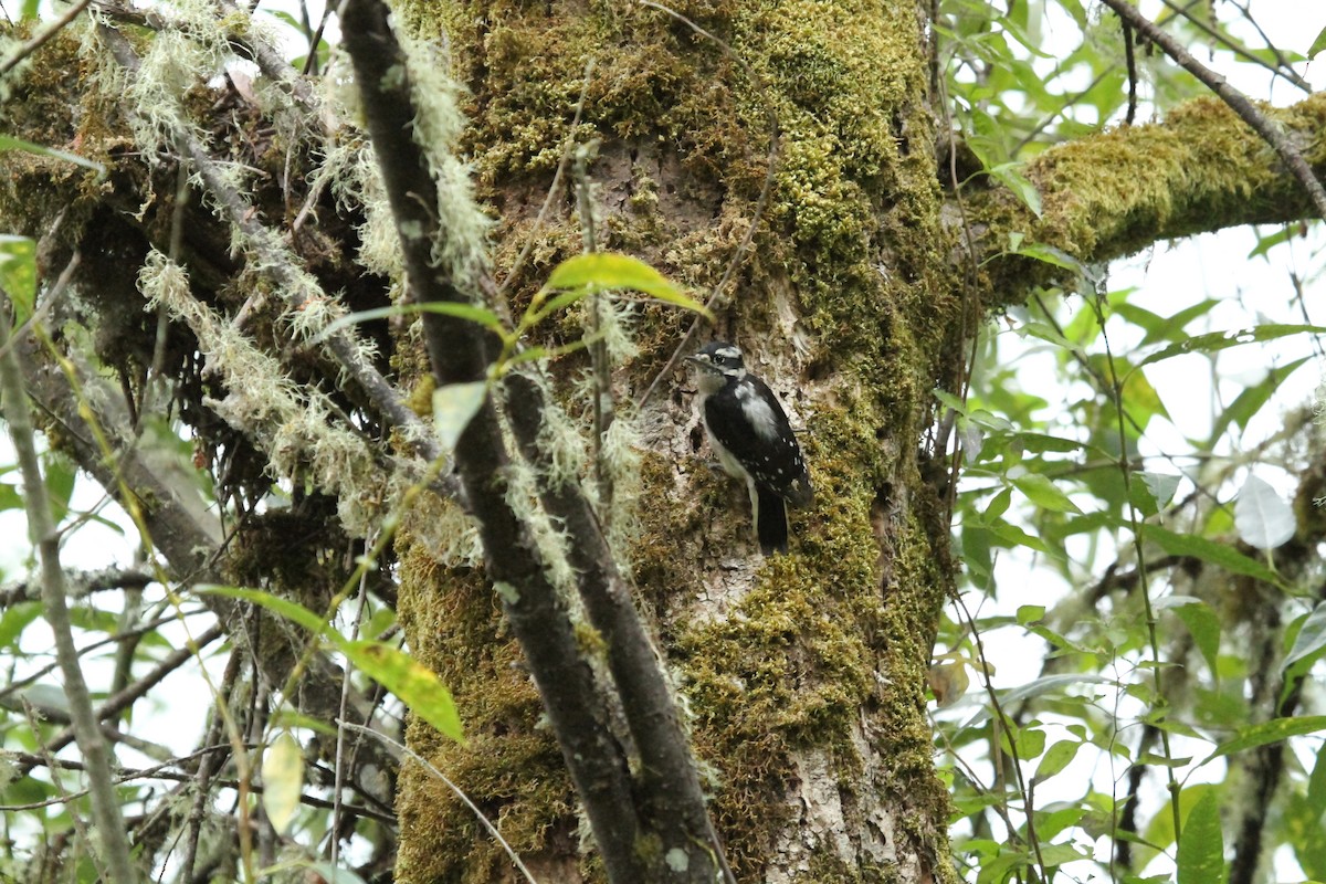 Downy Woodpecker - ML646146448