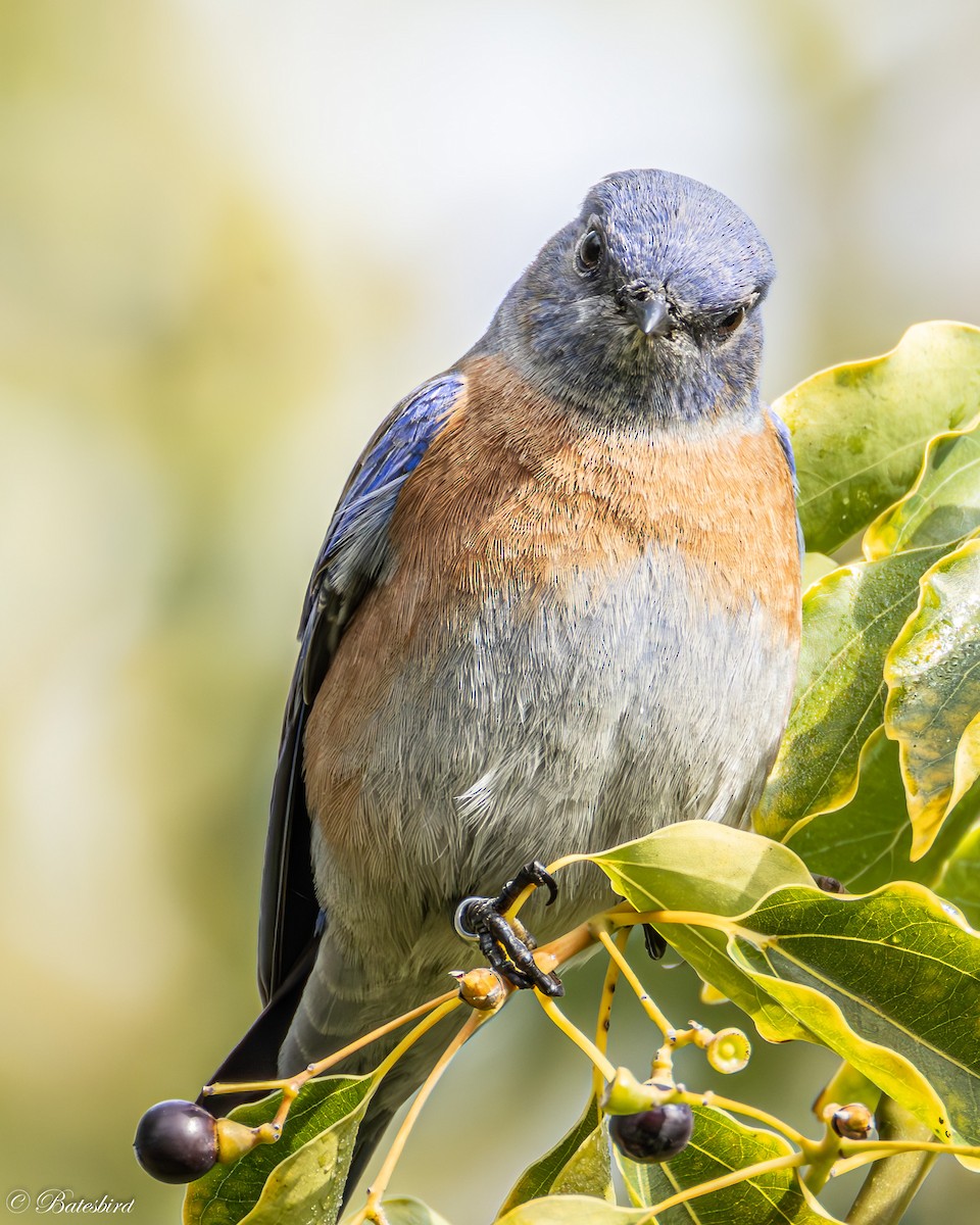 Western Bluebird - ML646146450