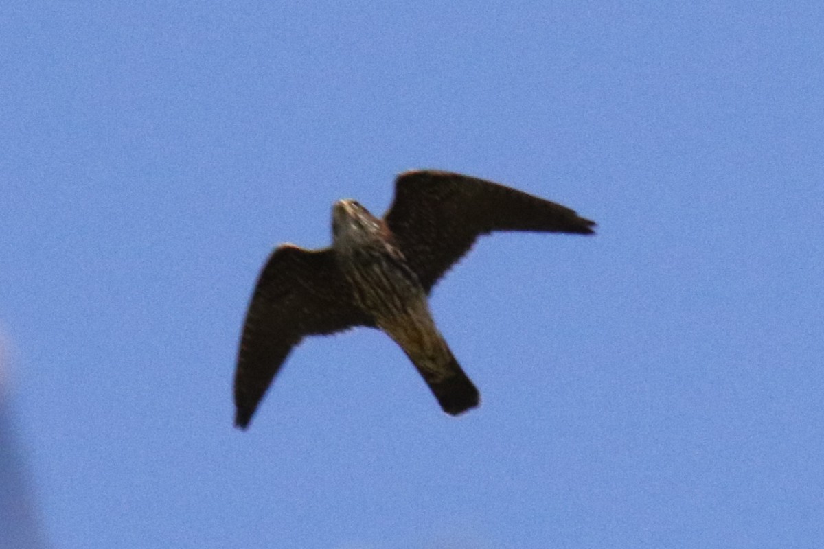 בז גמדי - ML646146451