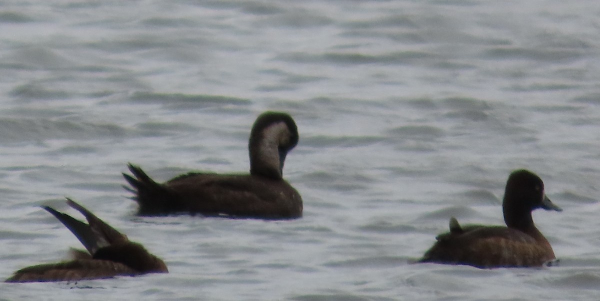 amerikasvartand - ML646146453