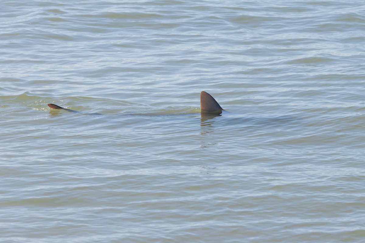 Bull Shark - ML646146454