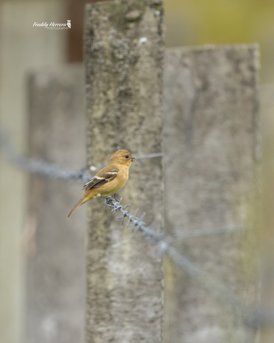 Morelet's Seedeater - ML646146455