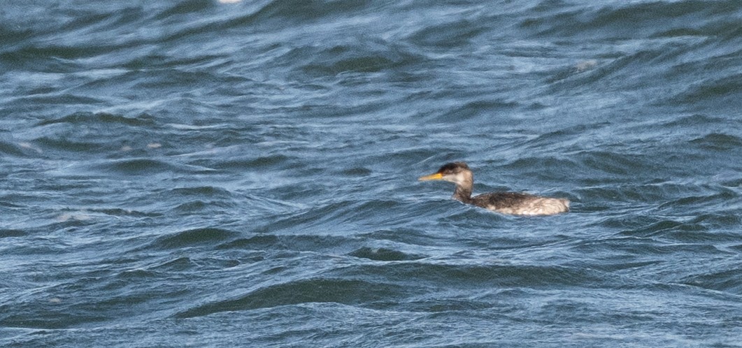 Red-necked Grebe - ML646146457