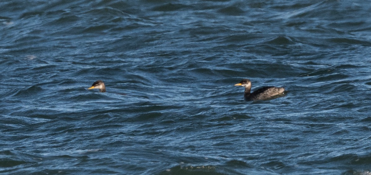 Red-necked Grebe - ML646146459