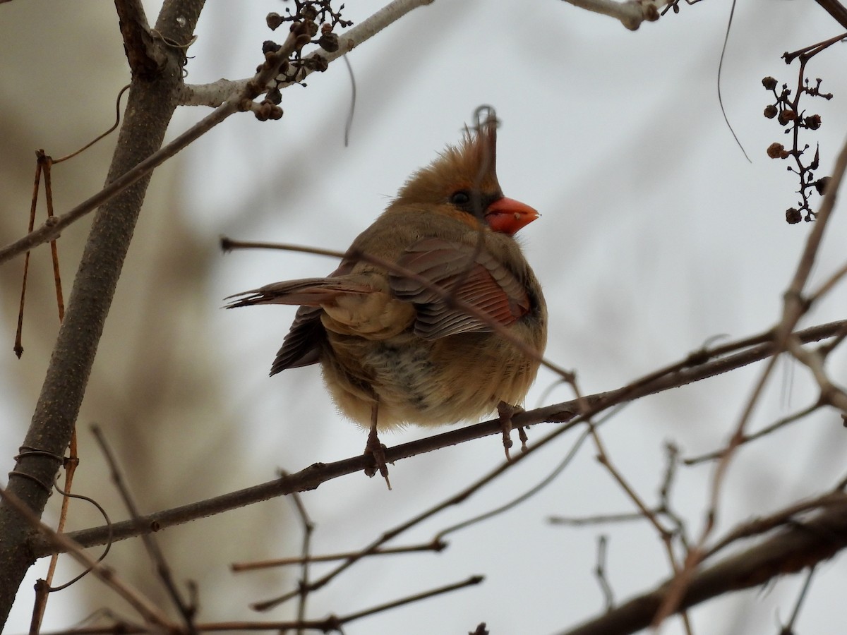 Northern Cardinal - ML646146474