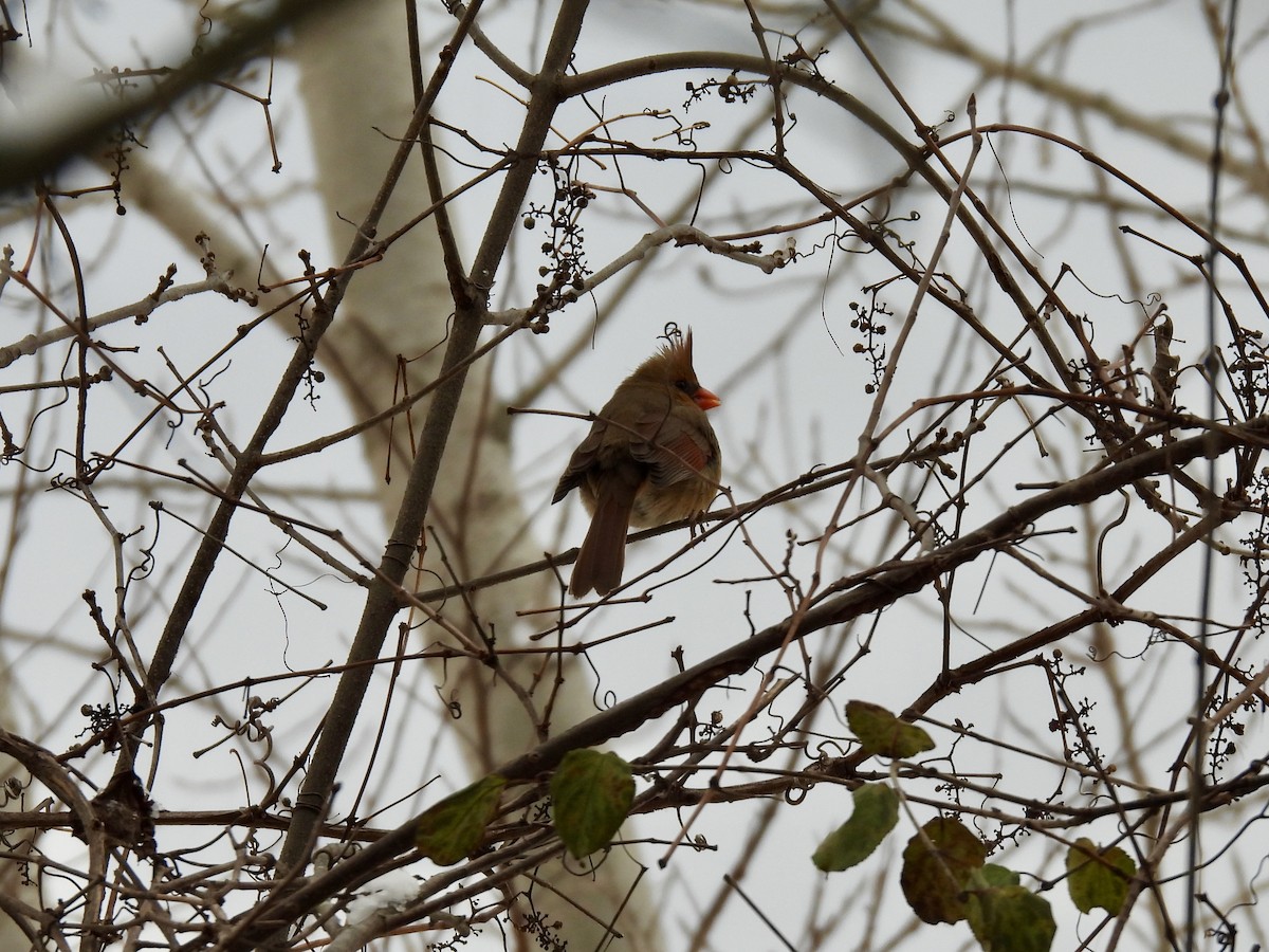 Northern Cardinal - ML646146475