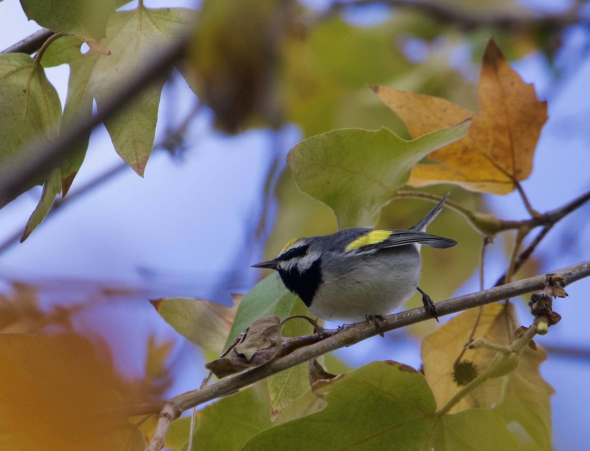 Paruline à ailes dorées - ML646146479