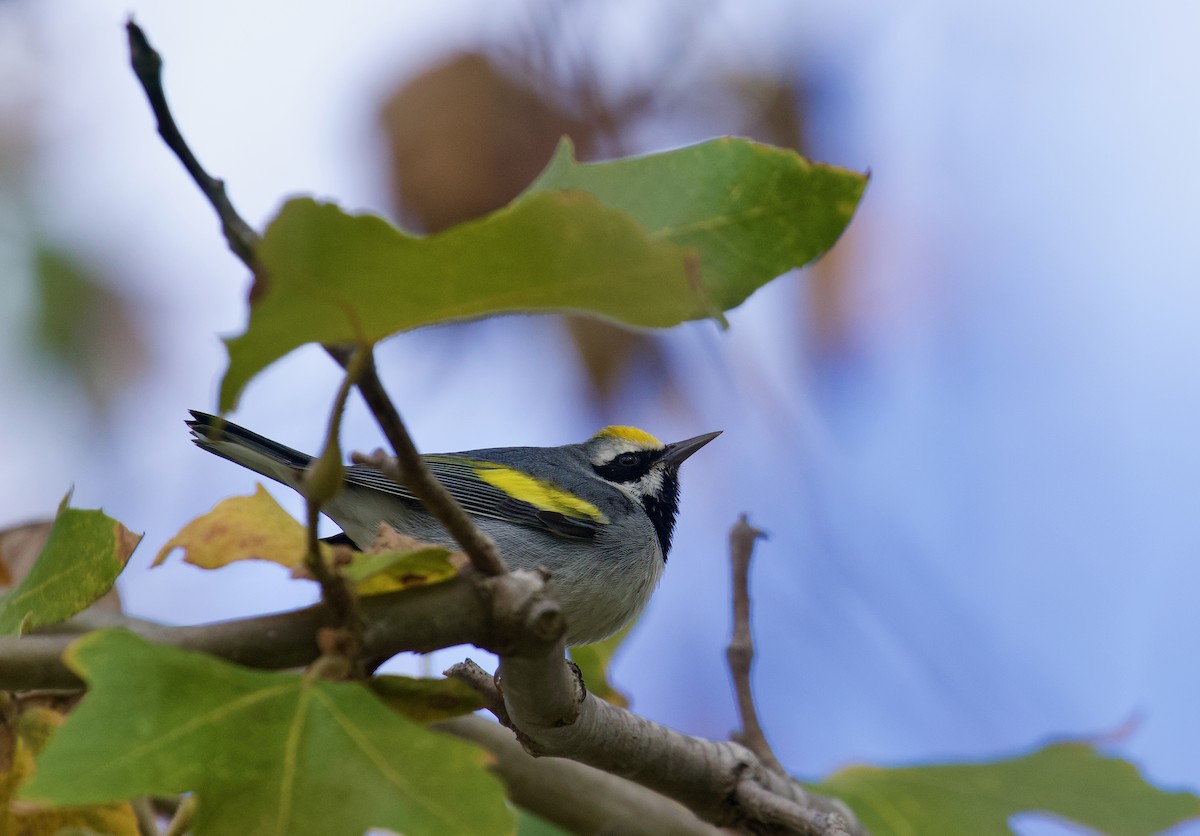Paruline à ailes dorées - ML646146481