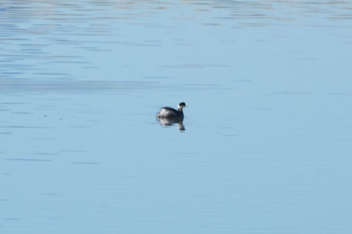 Eared Grebe - ML646146485
