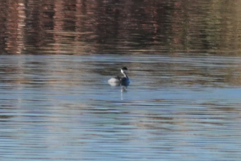 Eared Grebe - ML646146486