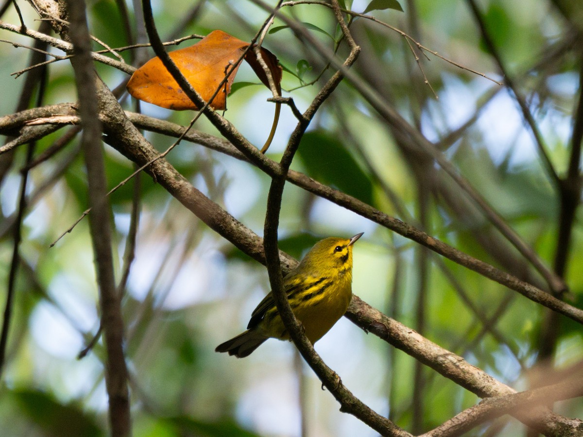 Prairie Warbler - ML646146489