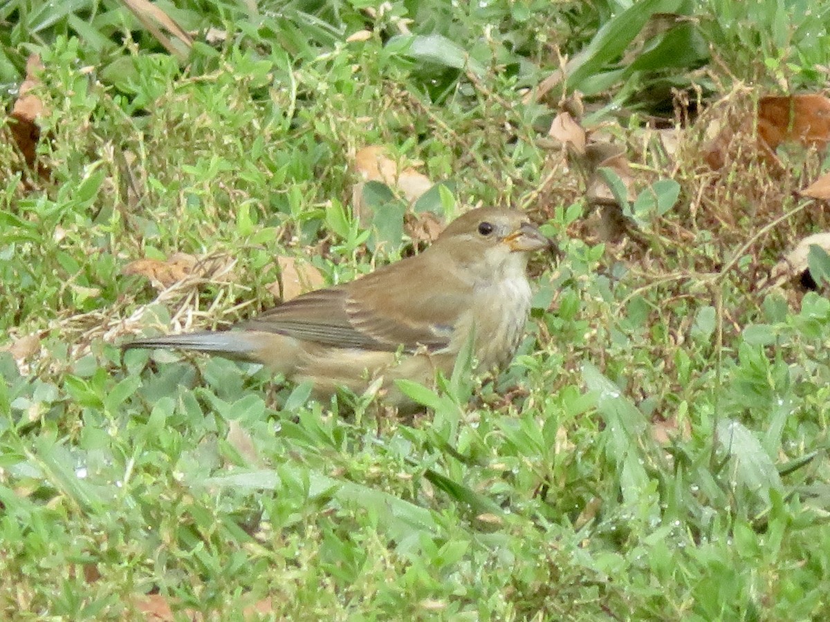 Indigo Bunting - ML646146491