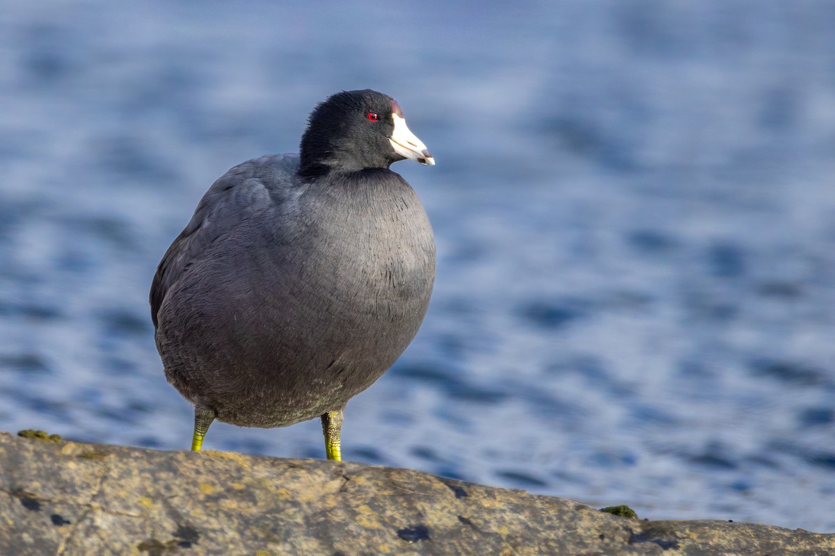 American Coot - ML646146504