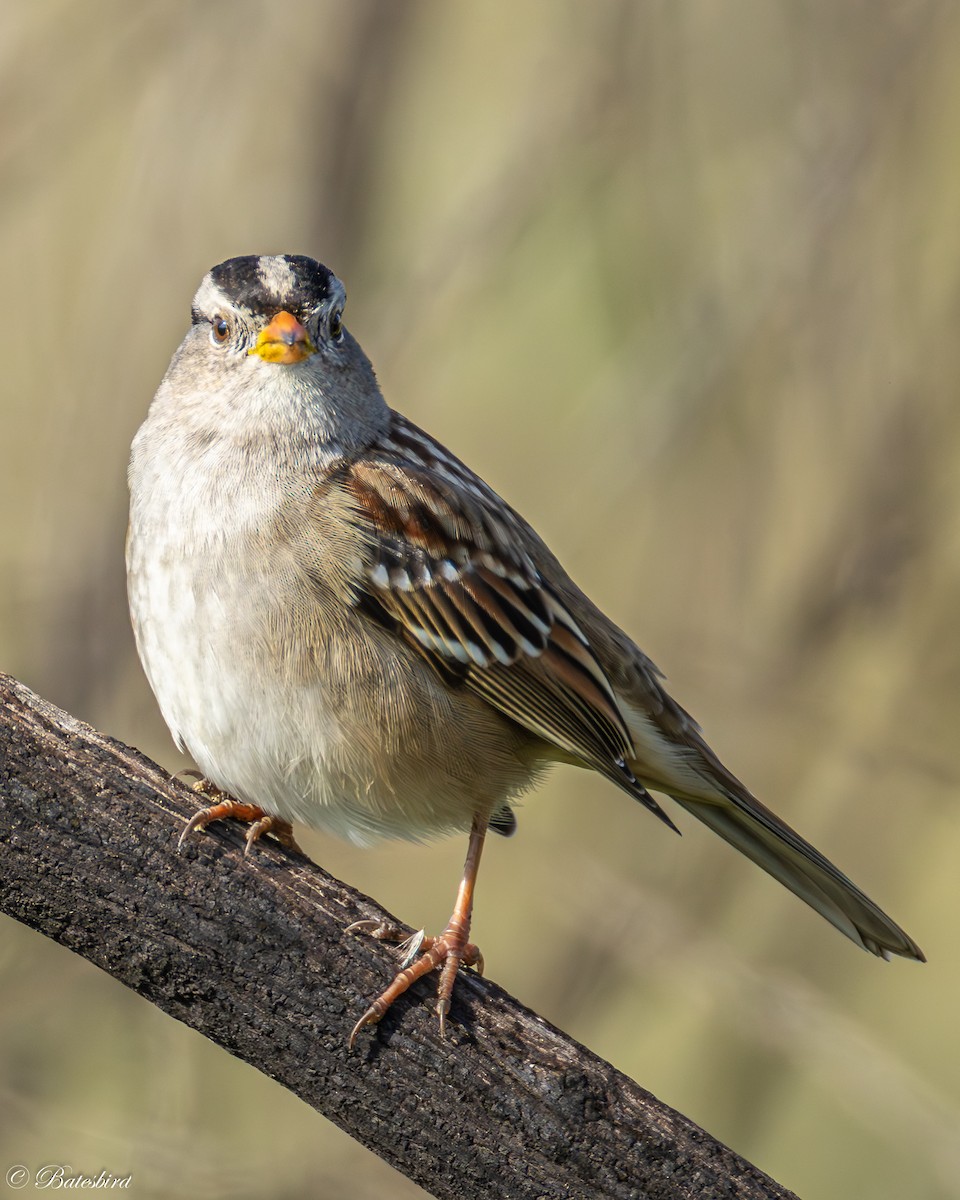 White-crowned Sparrow - ML646146505