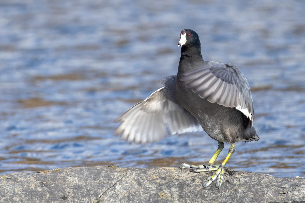 American Coot - ML646146508