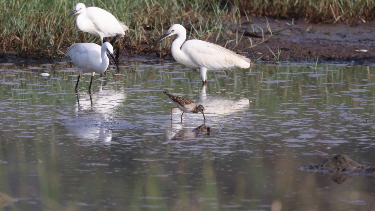 vodouš bahenní - ML646146510