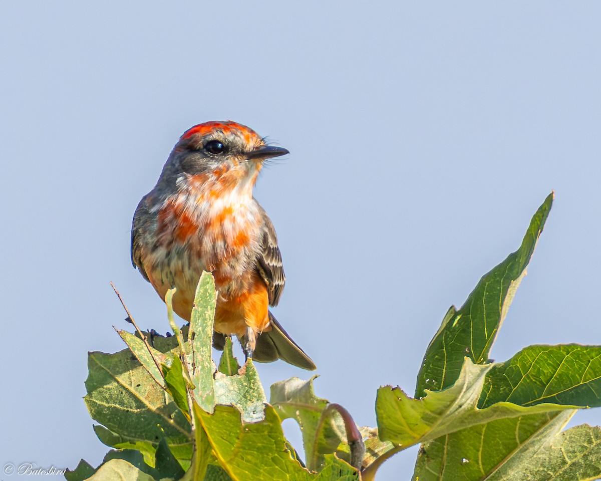 Vermilion Flycatcher - ML646146527