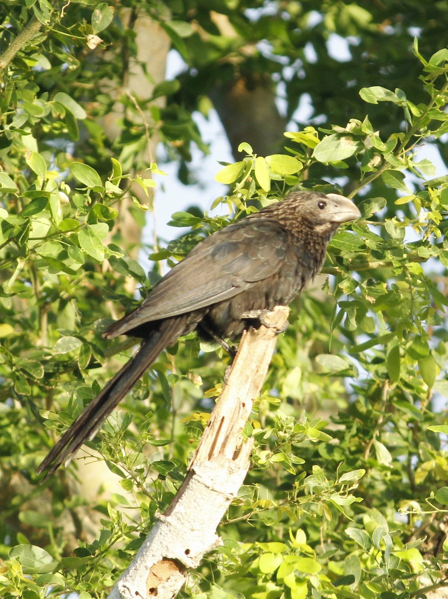 glattnebbani - ML646146528