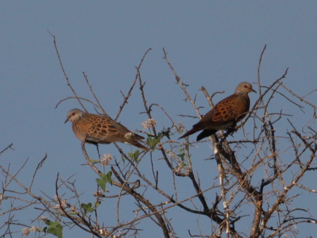 European Turtle-Dove - ML646146539