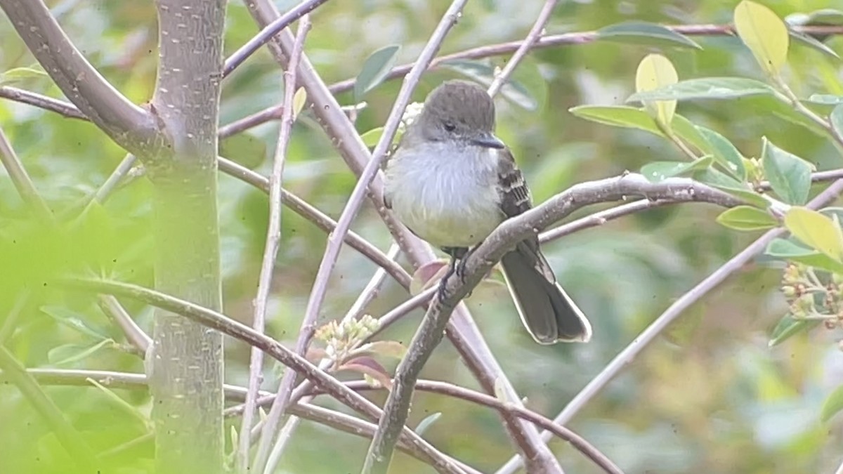 Pale-edged Flycatcher - ML646146543
