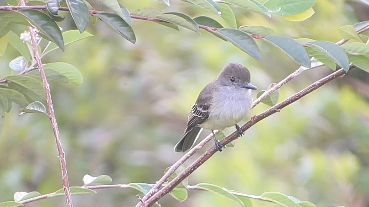 Pale-edged Flycatcher - ML646146544