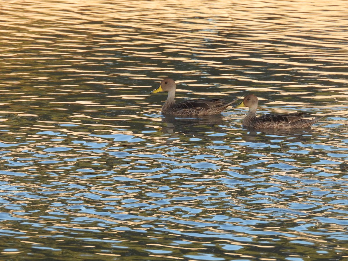 Ahate ziri-buztana - ML646146548