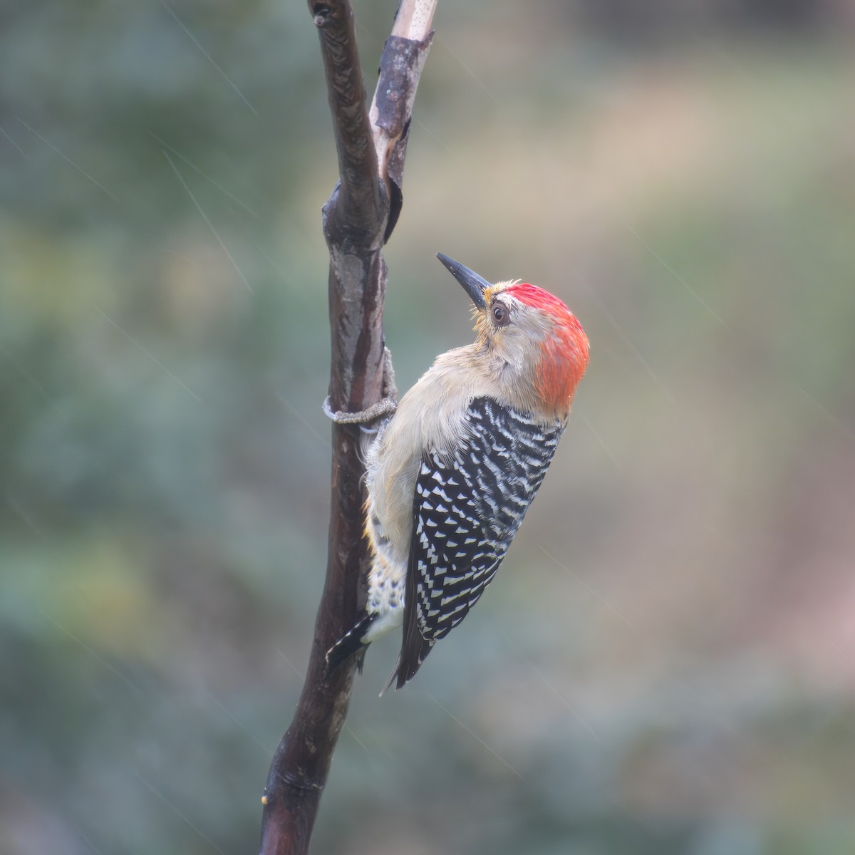 Red-crowned Woodpecker - ML646146550