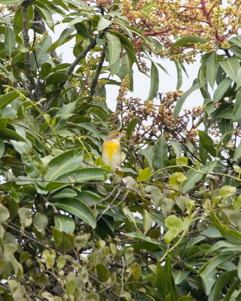 Dickcissel - ML646146551