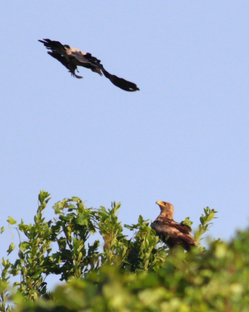 Lesser Spotted Eagle - ML646146560