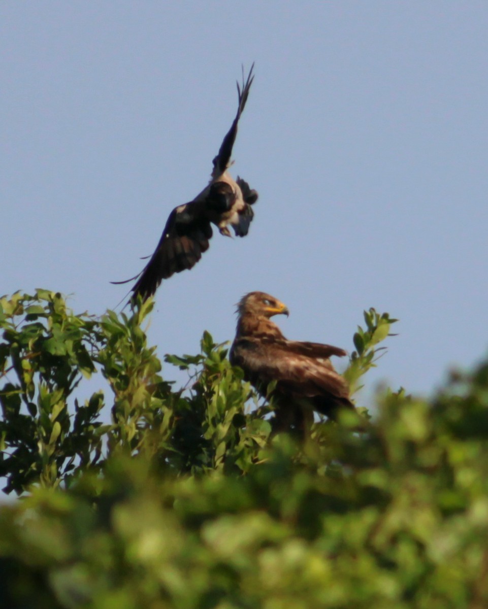 Lesser Spotted Eagle - ML646146561