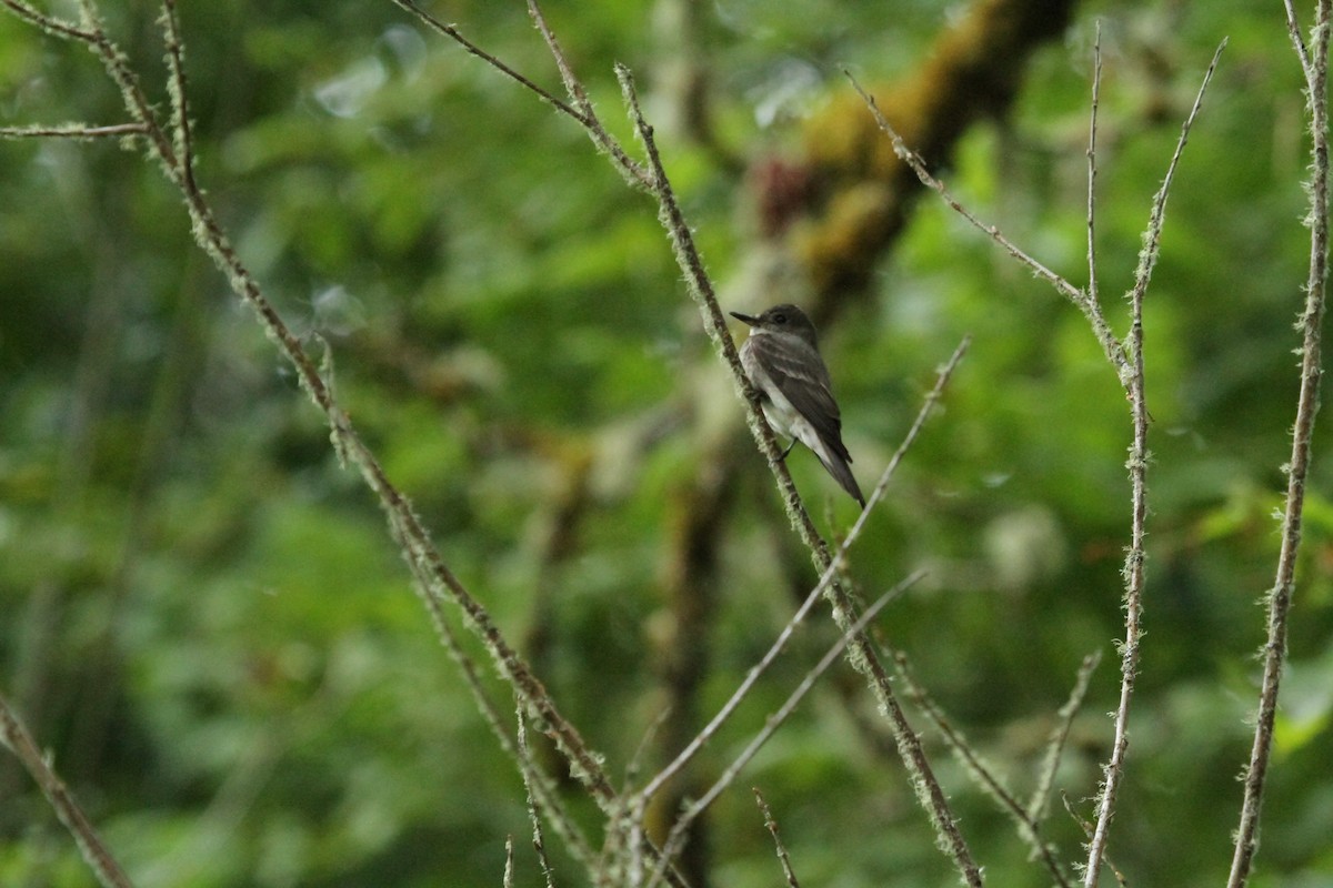 Western Wood-Pewee - ML646146562