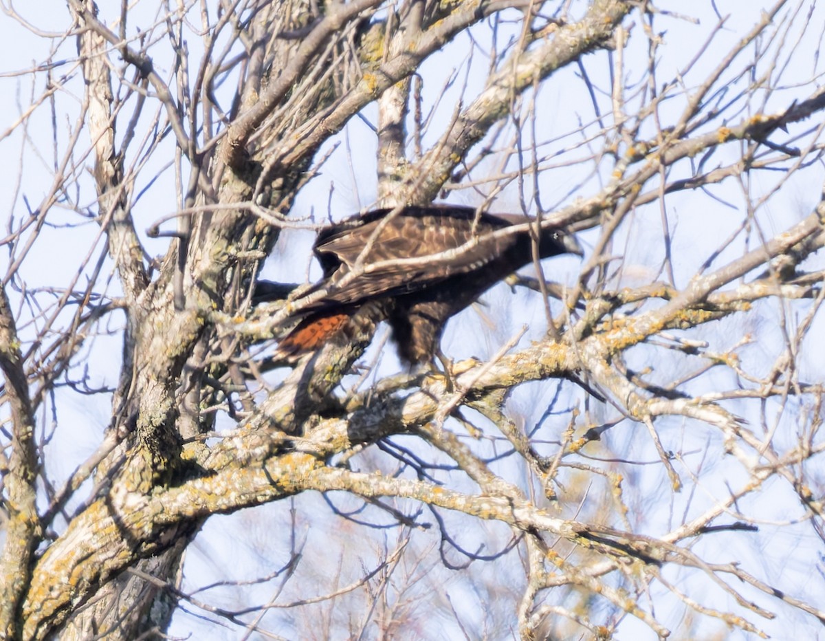 Rotschwanzbussard (calurus/abieticola) - ML646146563