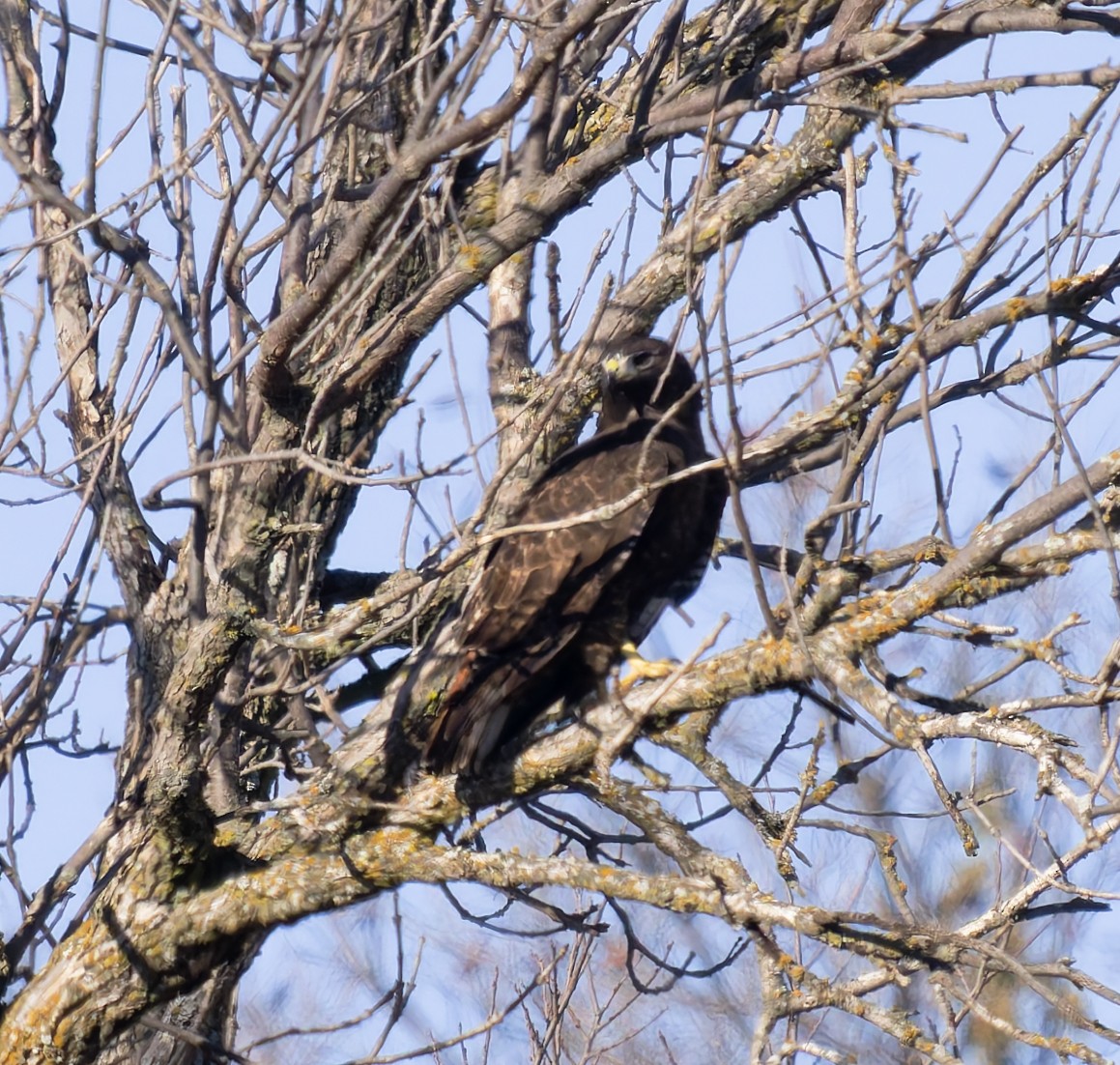 Rotschwanzbussard (calurus/abieticola) - ML646146564
