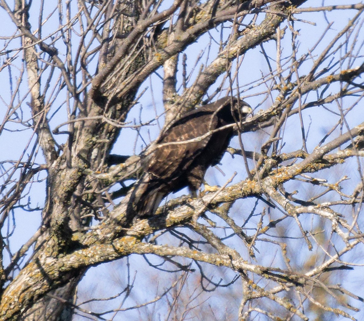 Rotschwanzbussard (calurus/abieticola) - ML646146565