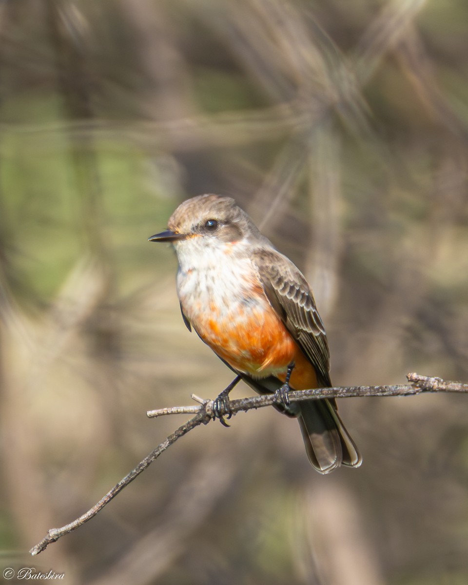 Vermilion Flycatcher - ML646146566