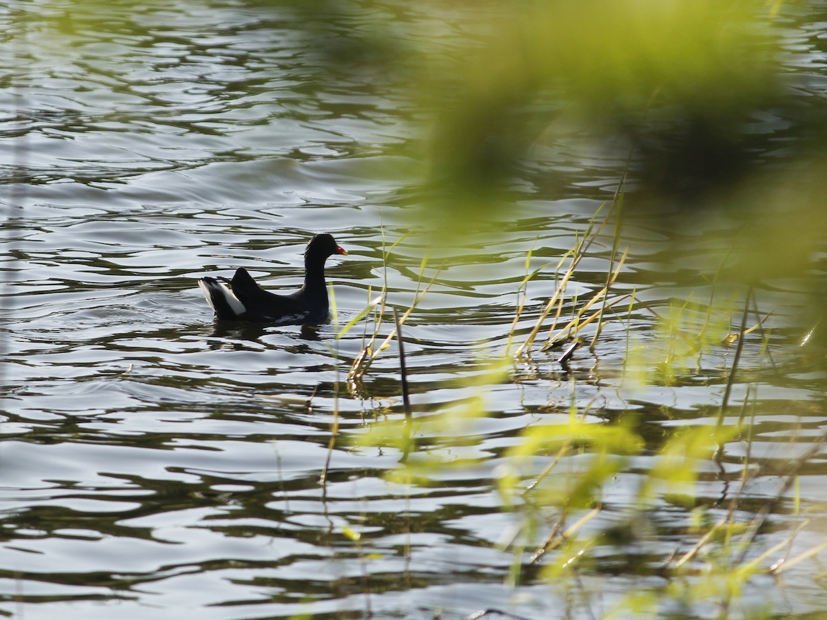 slípka americká - ML646146569