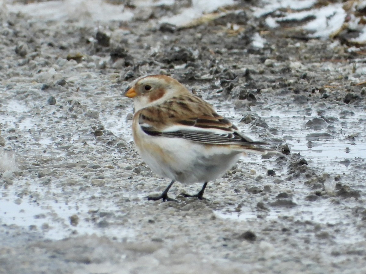 Snow Bunting - ML646146570
