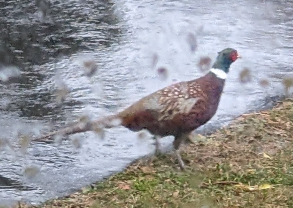 Ring-necked Pheasant - ML646146571