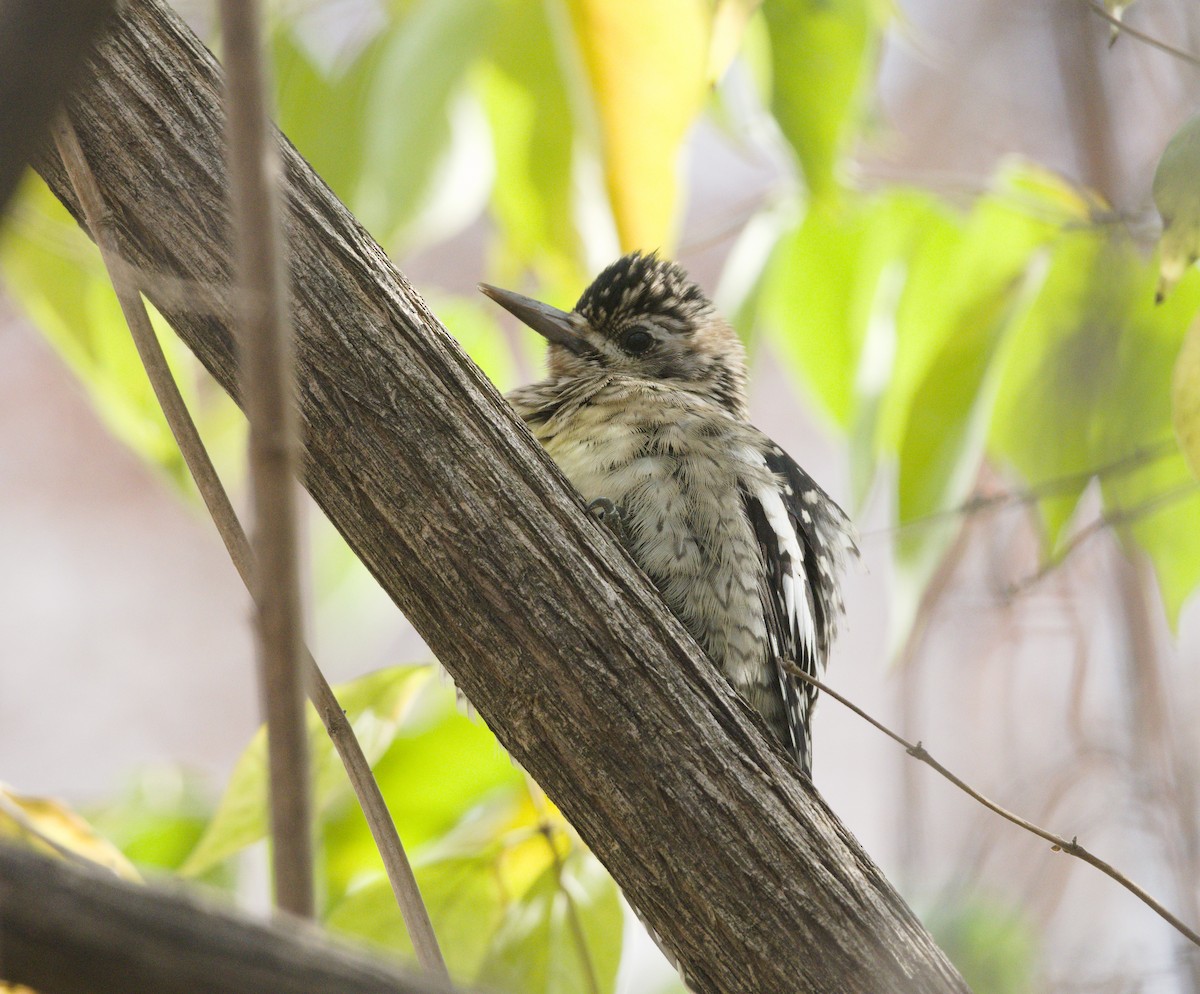 Yellow-bellied Sapsucker - ML646146572