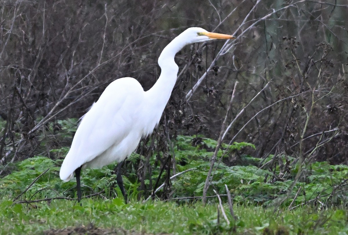 volavka bílá - ML646146576