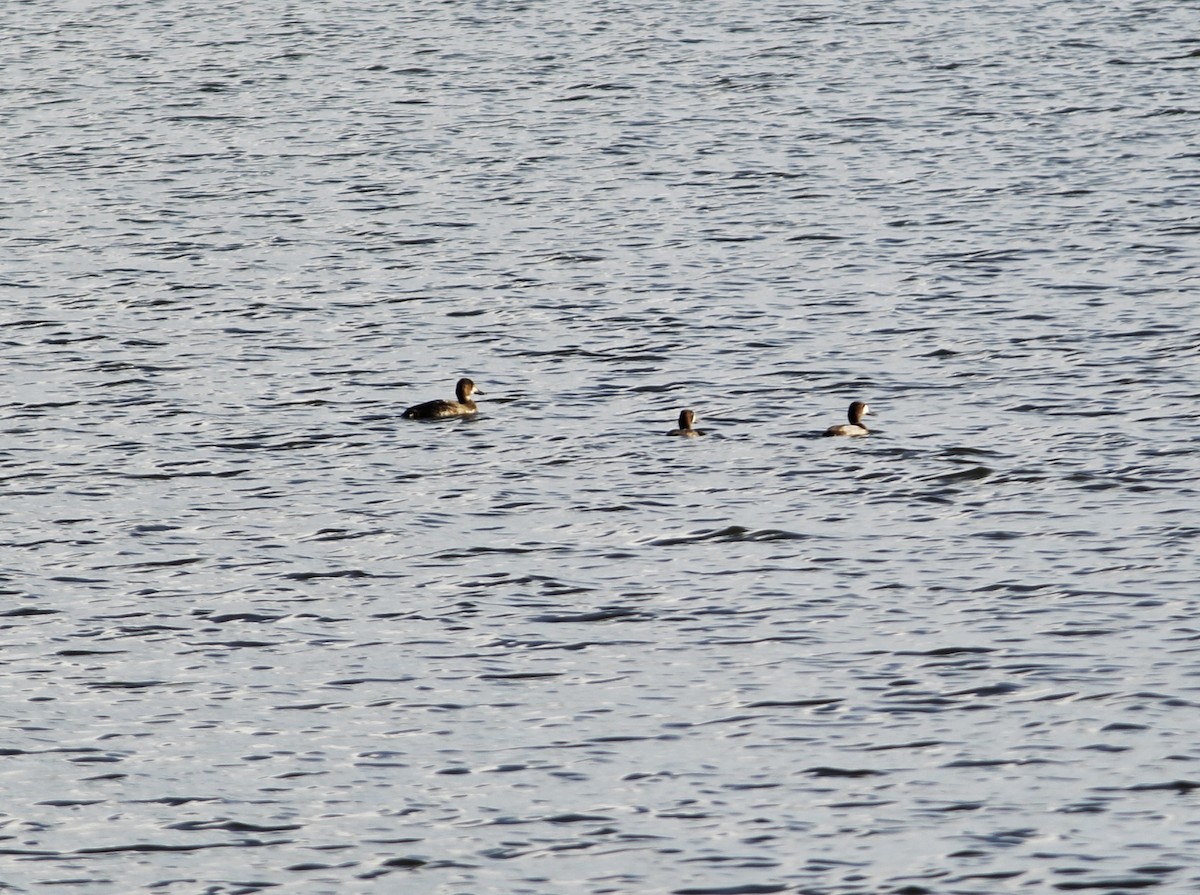 Lesser Scaup - ML646146578