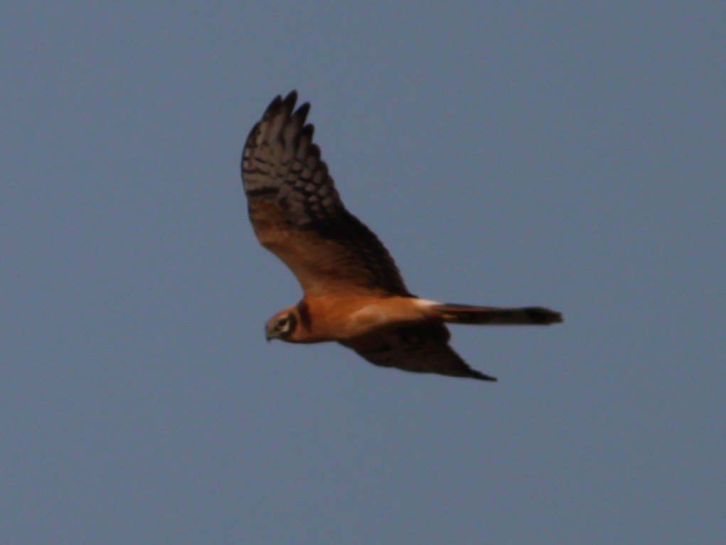 Pallid Harrier - ML646146581