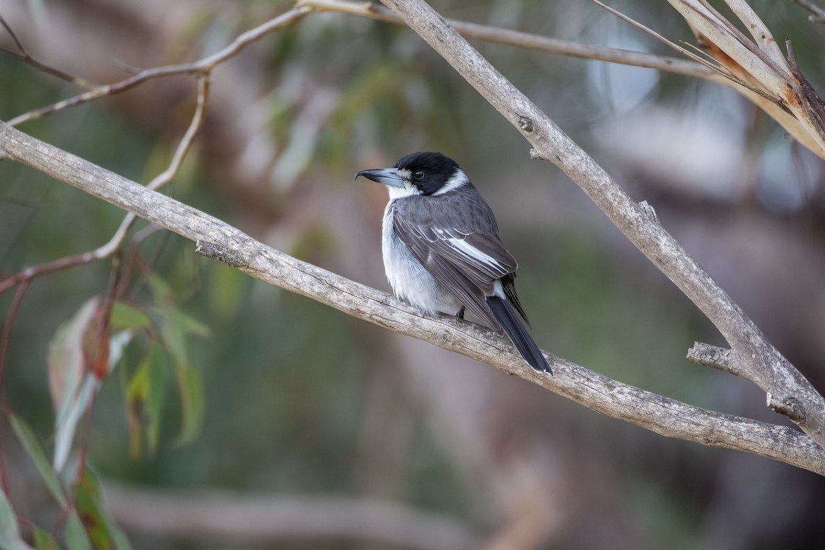 Gray Butcherbird - ML646146584