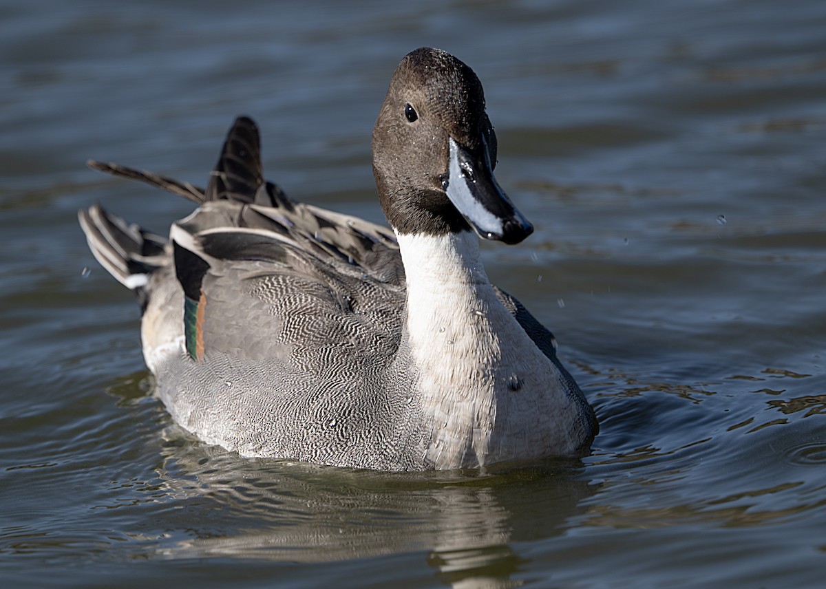 Codone - ML646146591