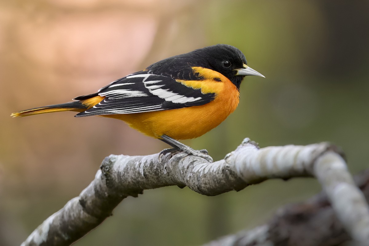 Балтиморский трупиал - ML646146599