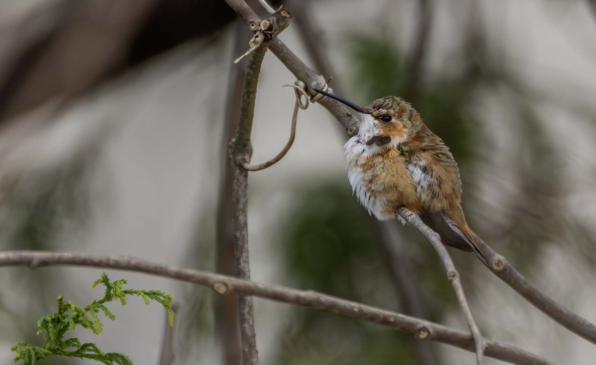 Colibrí Rufo - ML646146607
