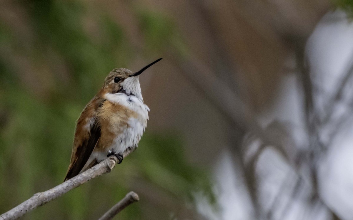 Colibrí Rufo - ML646146608