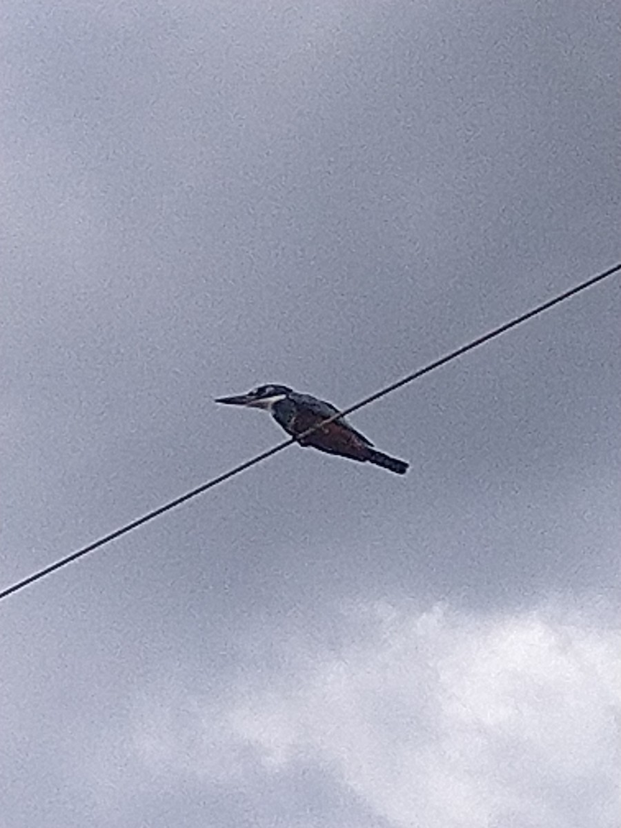 Ringed Kingfisher - ML646146609