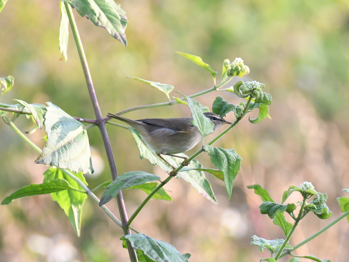Dusky Warbler - ML646146611