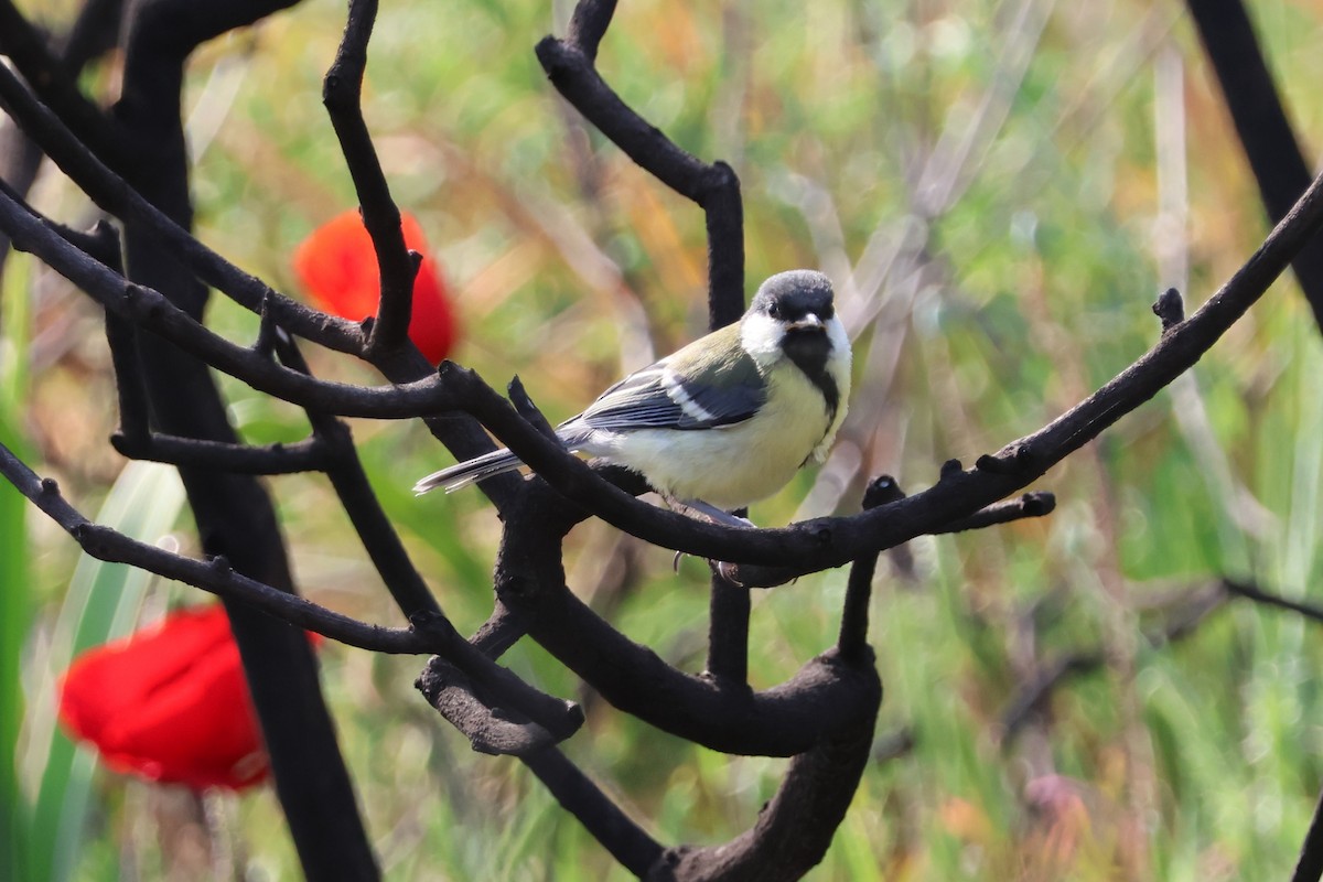 Great Tit (Great) - ML646146612